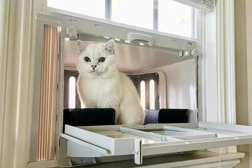 raised litter box for cats
