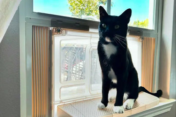 Reducing Cat Stress With Litter Box Enclosures