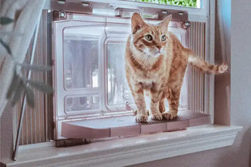 indoor cat litter box solutions