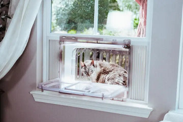 litter box for kittens