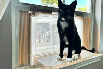 raised cat litter box