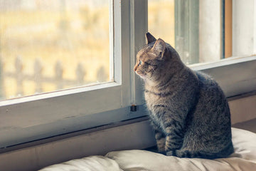 indoor cat window boxes