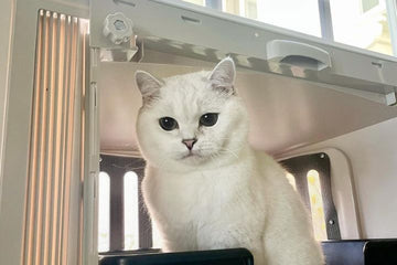 cat litter odor control