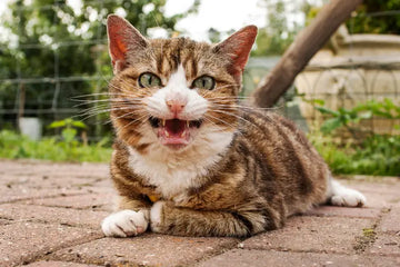 catio for cats