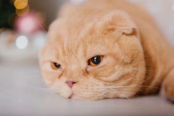 best litter box for cats