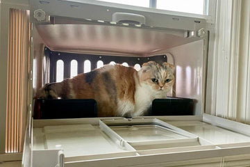 cat litter box for odor control