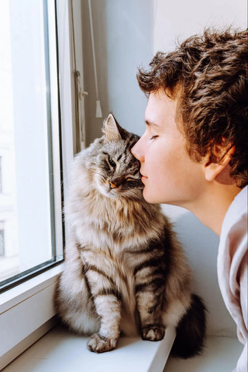 window cat litter box