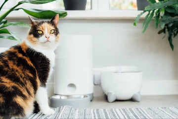 cat litter box for odor control
