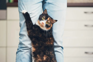 window cat litter box
