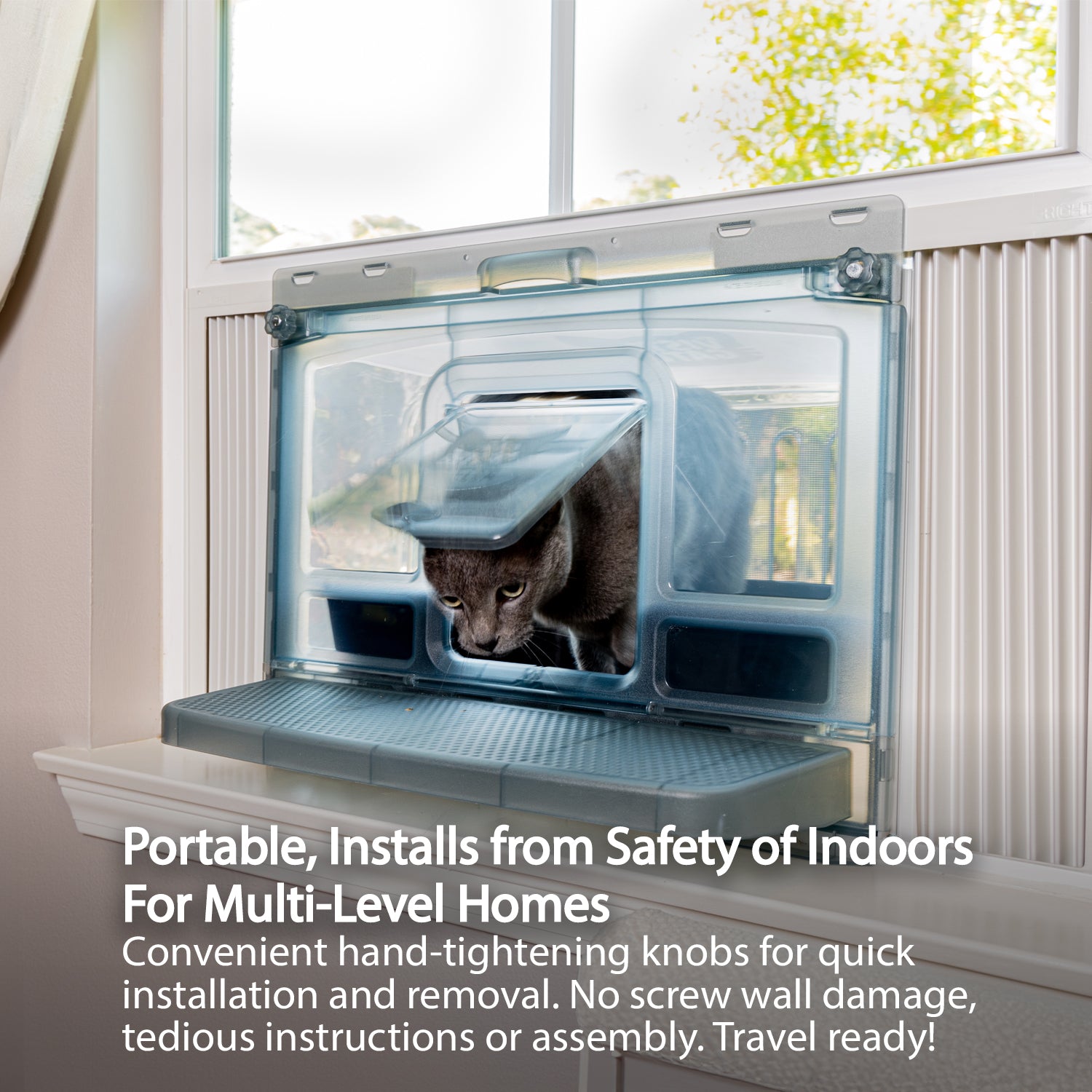 dogs kitty silly toe beans oldest urine chart grooming heat ideas door window top entry scottish straight world fatigue kg