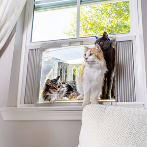 VistaCatio – The Premium Cat Window Catio Box