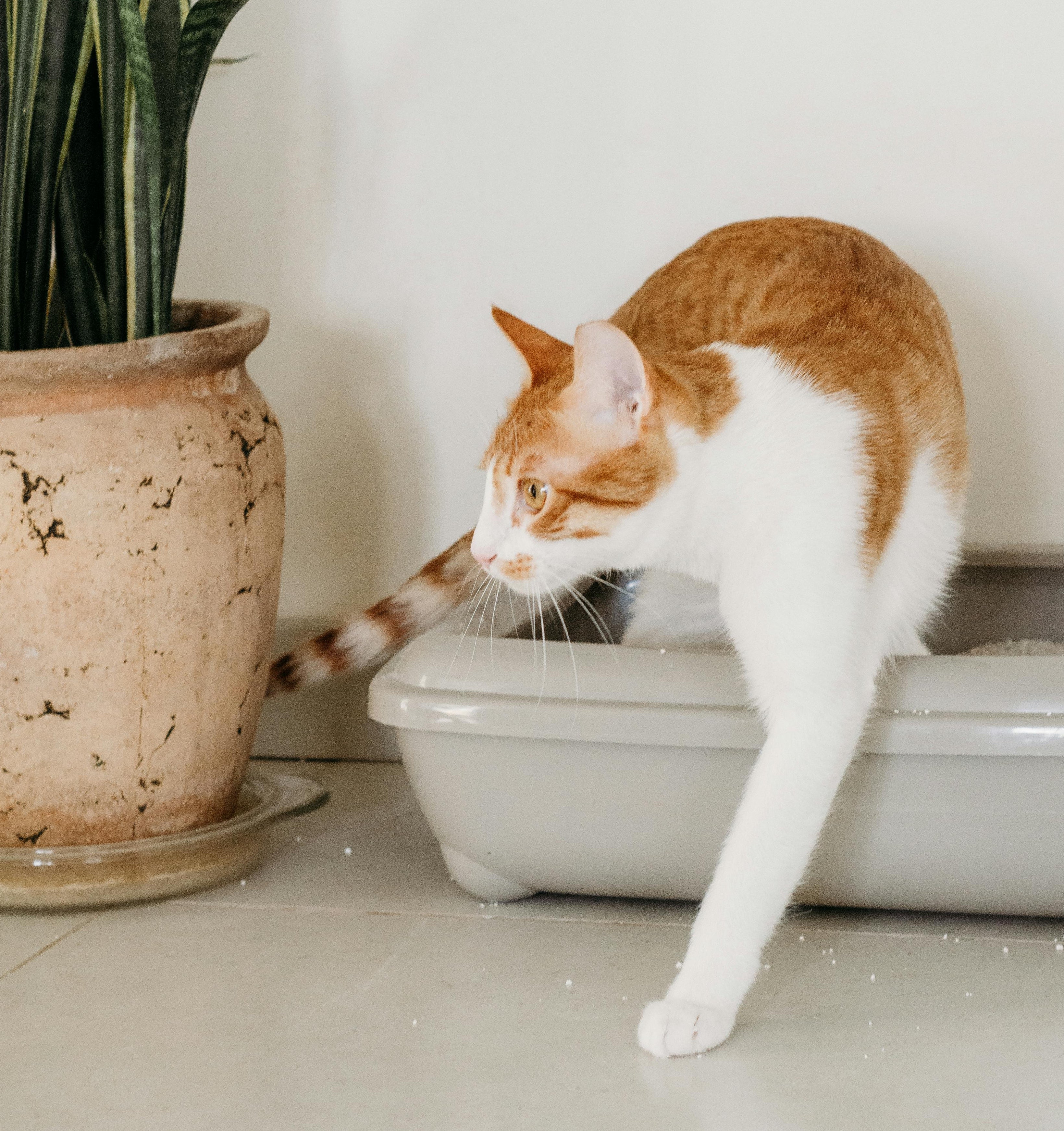 Ammonia Exposure from Cat Urine Risks Solutions with VistaLoo s Nat