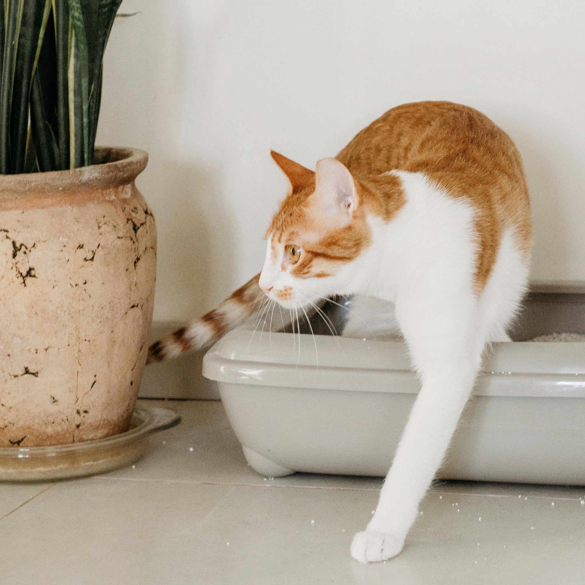 Ammonia Exposure from Cat Urine: Risks & Solutions with VistaLoo's Natural Air Filtration