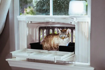 Catios: Sensory Enrichment For Indoor Cats