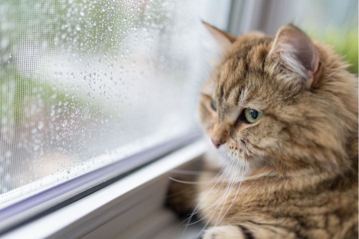 indoor cat window box