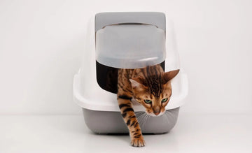 litter box enclosure