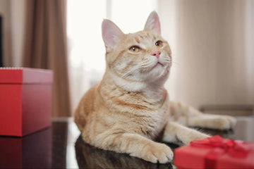 cat litter box with lid