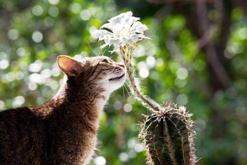 window box for cats