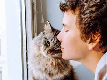 How Can I Make My Window More Comfortable for My Cat?