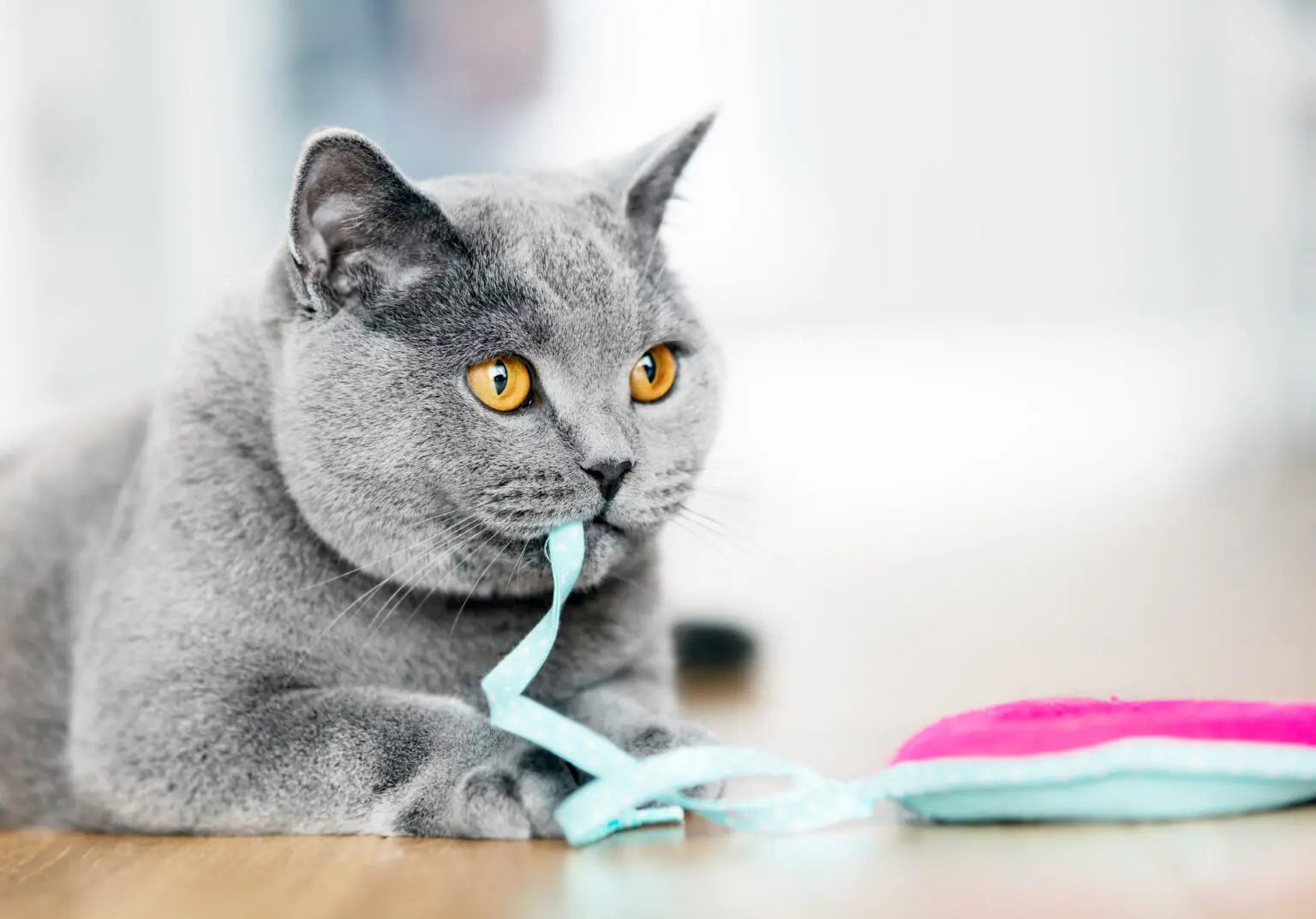 window litter box