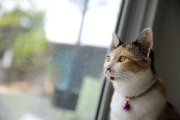 indoor cat window box