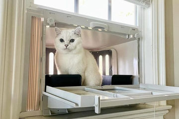 cat litter box for odor
