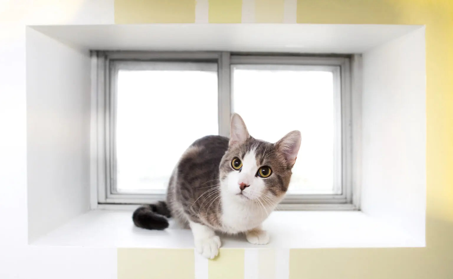 window mounted litter box