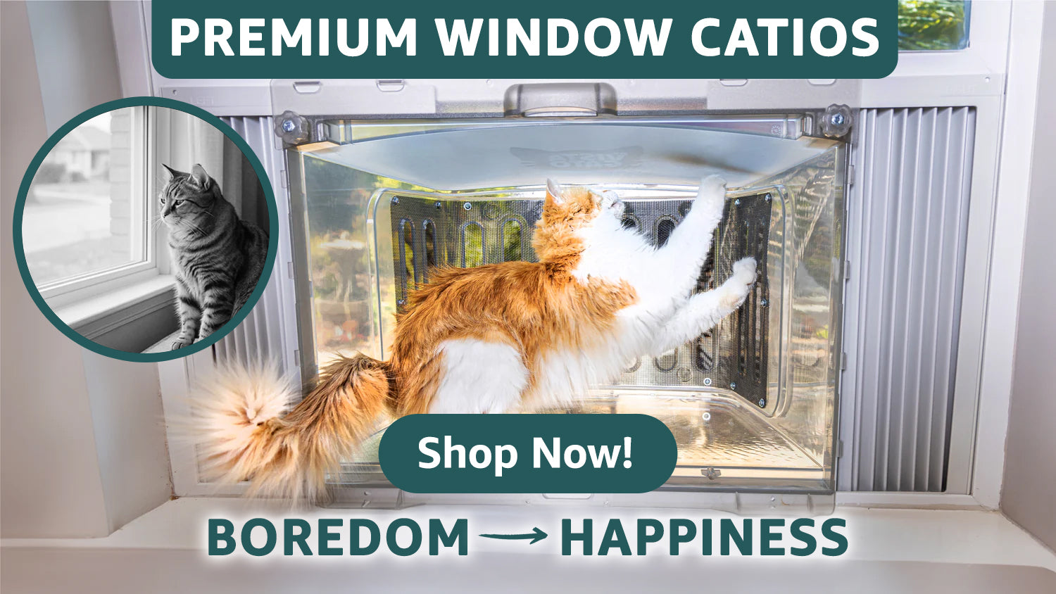 train kitten large sleep puff long hours day covered enclosed angry feline car seat covers live carpet butt attract weight